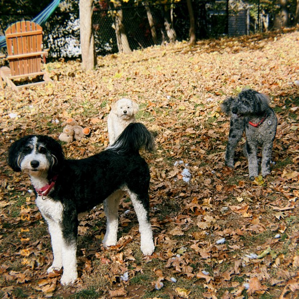 Bailey, Ruthy and Luna