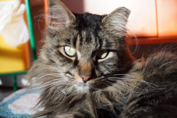 Maximus the cat